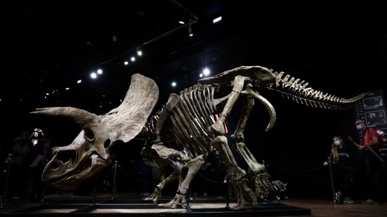 Los restos del mayor triceratops conocido se venden por 6,65 millones de euros