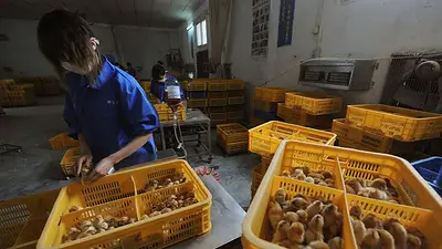 Aumentan los casos de gripe aviar en China y preocupan las variantes del virus Aumentan los casos de gripe aviar en China y preocupan las variantes del virus