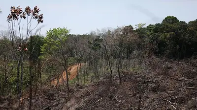 Colombia perdió 42.600 hectáreas de selva amazónica en primer semestre de este año Colombia perdió 42.600 hectáreas de selva amazónica en primer semestre de este año
