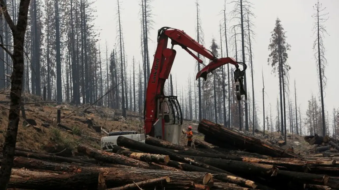 Los incendios forestales y la tala convierten los bosques protegidos en emisores de carbono