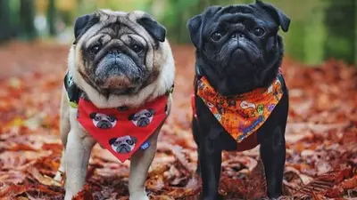 pug pug