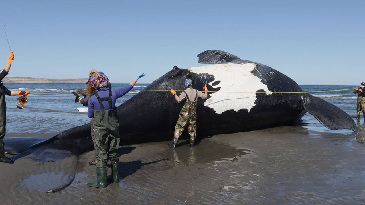 Ballenas-Chubut
