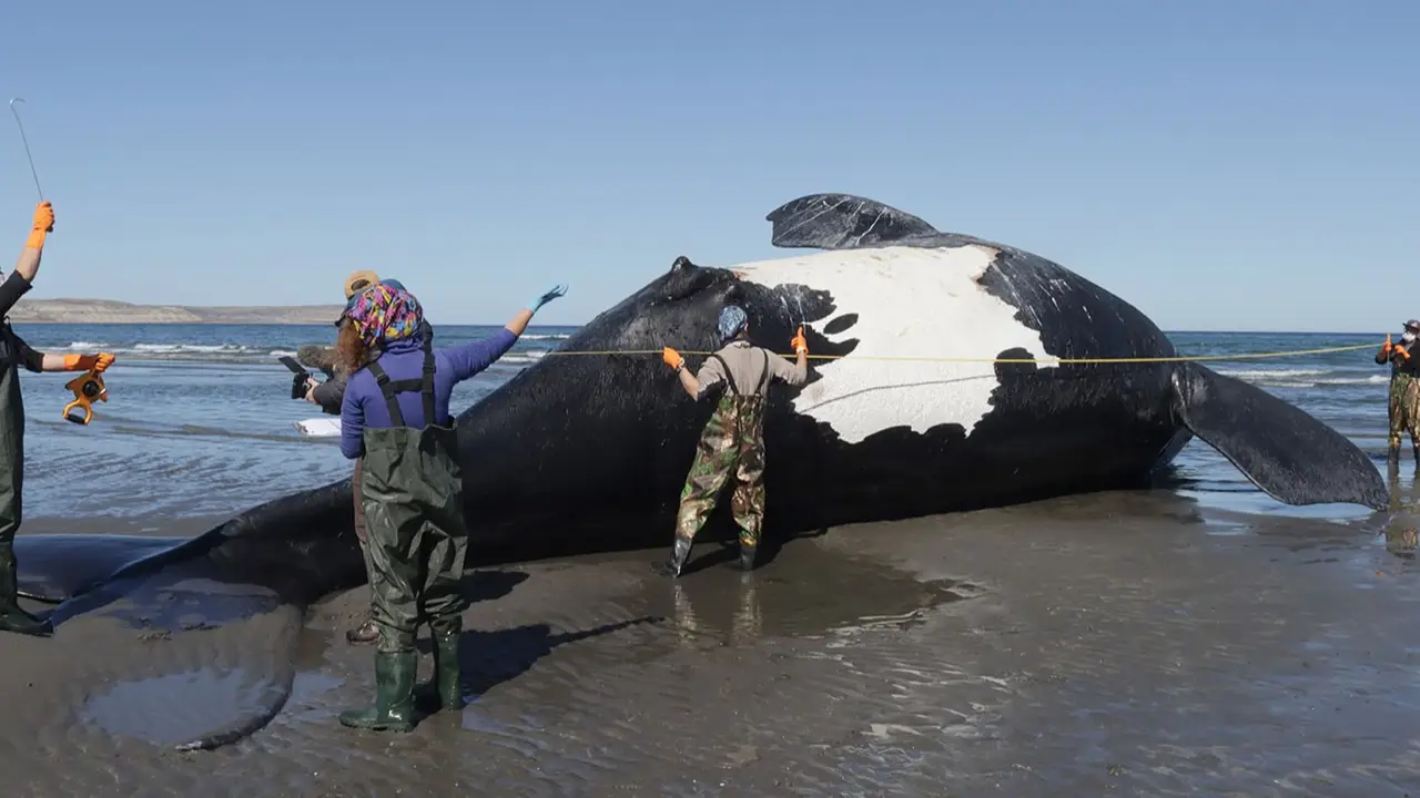 Ballenas-Chubut