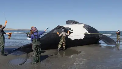 Ya son 13 las ballenas muertas en Chubut: investigan marea roja Ya son 13 las ballenas muertas en Chubut: investigan marea roja