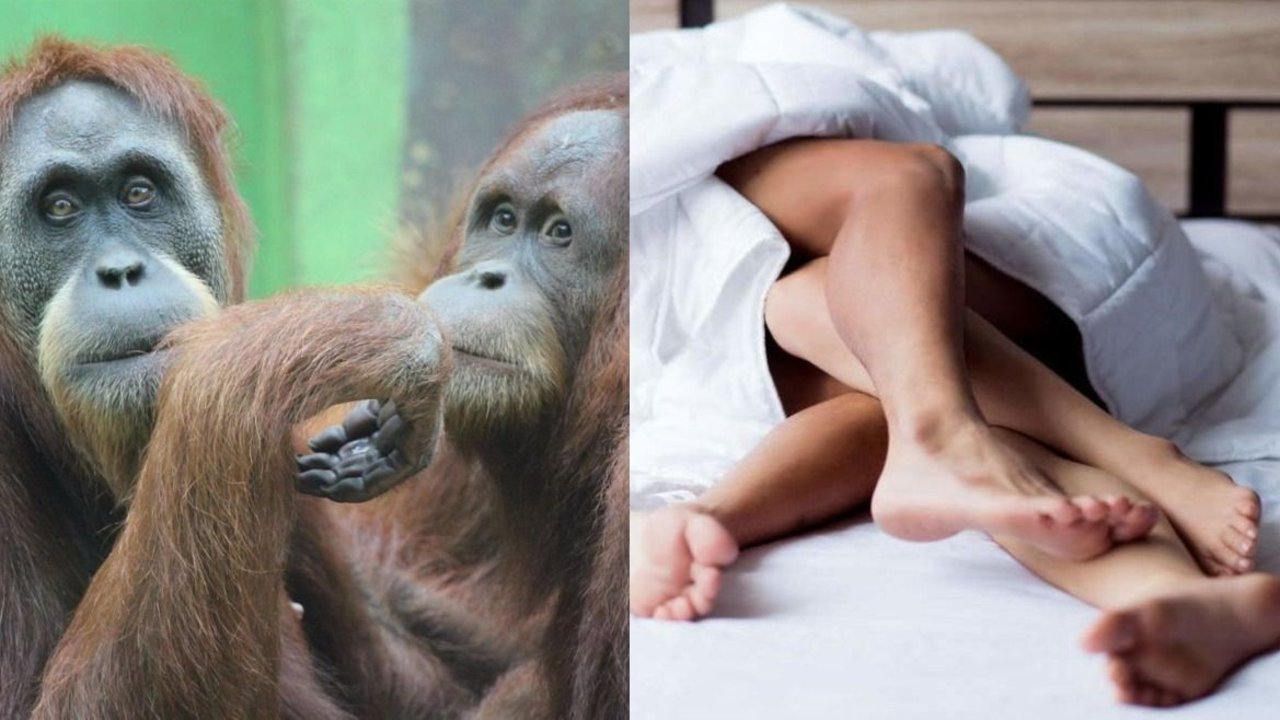 Sexo. Orangután