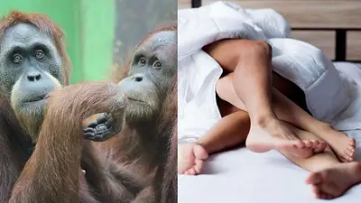 Sexo. Orangután Sexo. Orangután