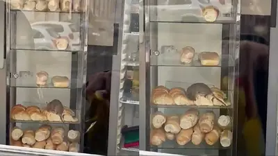 Rata en una panadería en Congreso Rata en una panadería en Congreso