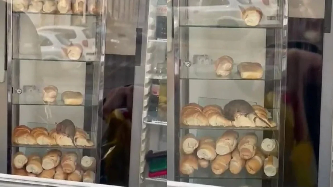 Rata en una panadería en Congreso