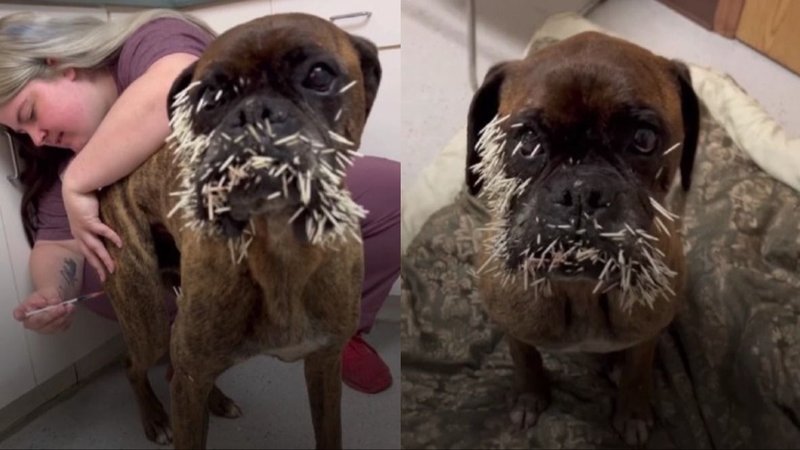 Bentley, el perro que se peleó con un canadiense y terminó lleno de espinas