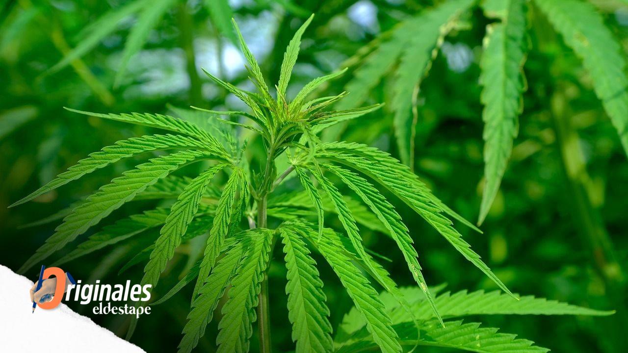 Cómo será la empresa pública que busca impulsar el uso medicinal e industrial del cannabis