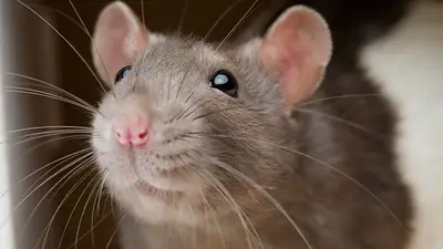 Rata Rata