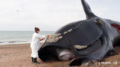 Chubut: ya son 30 las ballenas muertas en el Golfo Nuevo Chubut: ya son 30 las ballenas muertas en el Golfo Nuevo