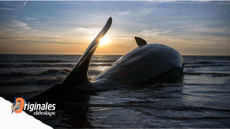 Detectan un aumento de varamientos de ballenas en la costa de Buenos Aires