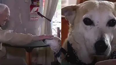 Corchito, perro de Chivilcoy que se volvió viral. Corchito, perro de Chivilcoy que se volvió viral.