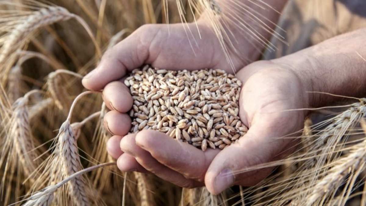 Anticipan fuerte caída de la producción de trigo por las heladas y la ...