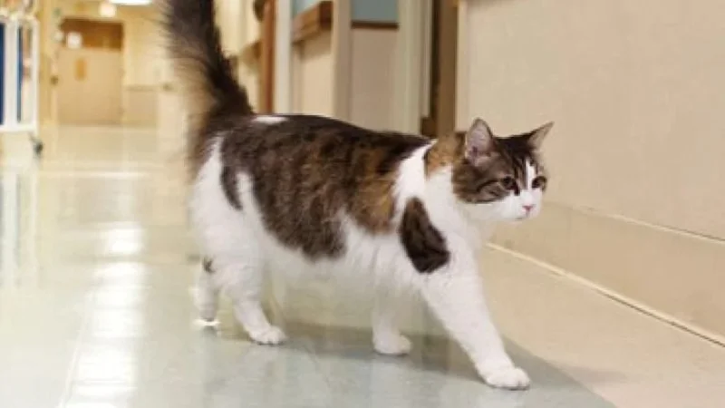 Oscar, el gato que predijo 100 muertes en un geriátrico de Estados Unidos. Historias viirales de animales en redes sociales.