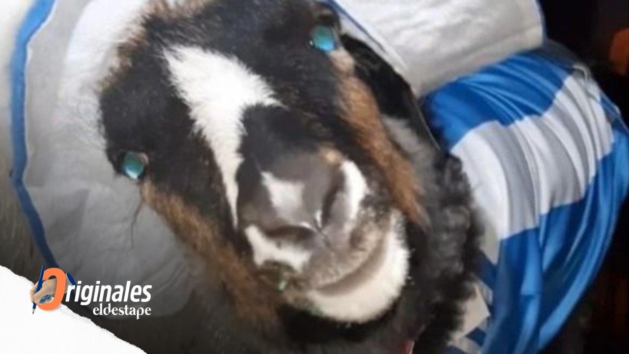 Vilma, la cabra argentina que es viral en las redes sociales y se postula como la mascota del Mundial Qatar 2022