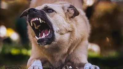 Perro Perro