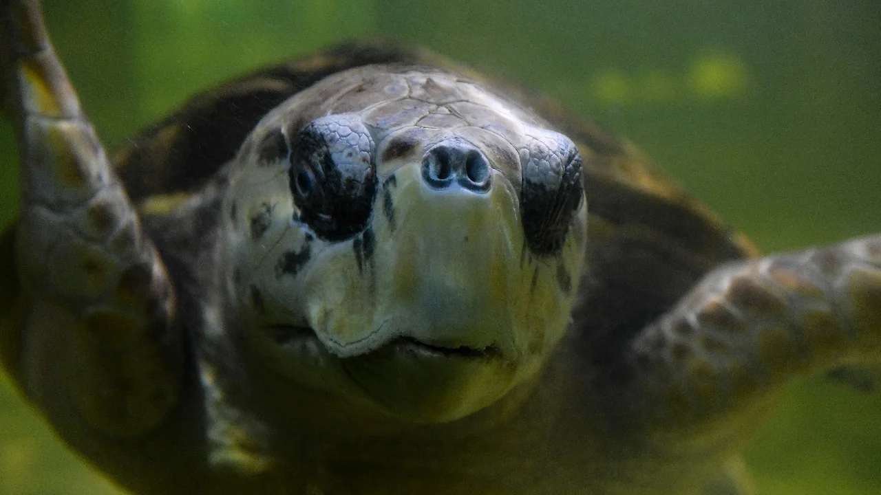 tortugo Jorge 
