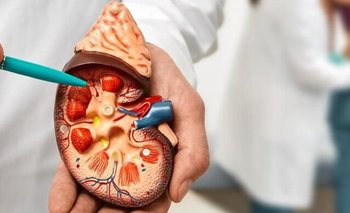 Diabetes: diseñan una terapia novedosa para recuperar la función de los riñones | Salud