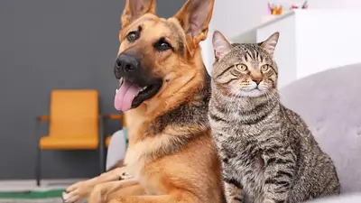 Día del Animal Día del Animal
