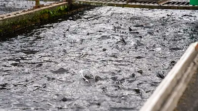 Avanzan inversiones para potenciar la producción acuícola en cinco provincias Avanzan inversiones para potenciar la producción acuícola en cinco provincias