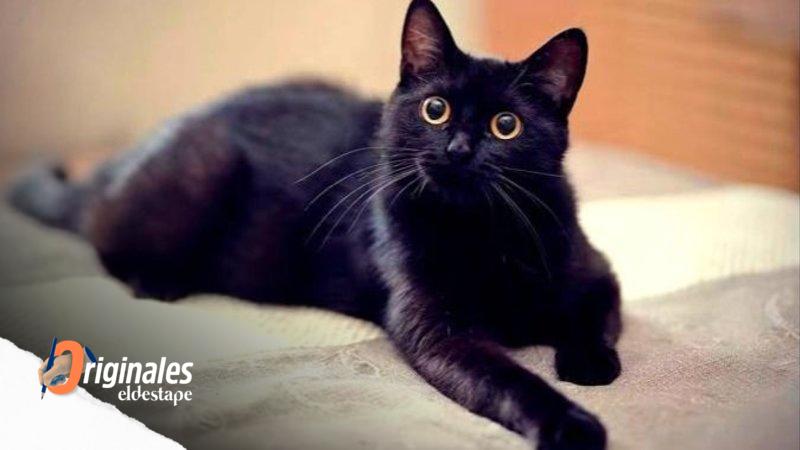 Rituales de gatos negros