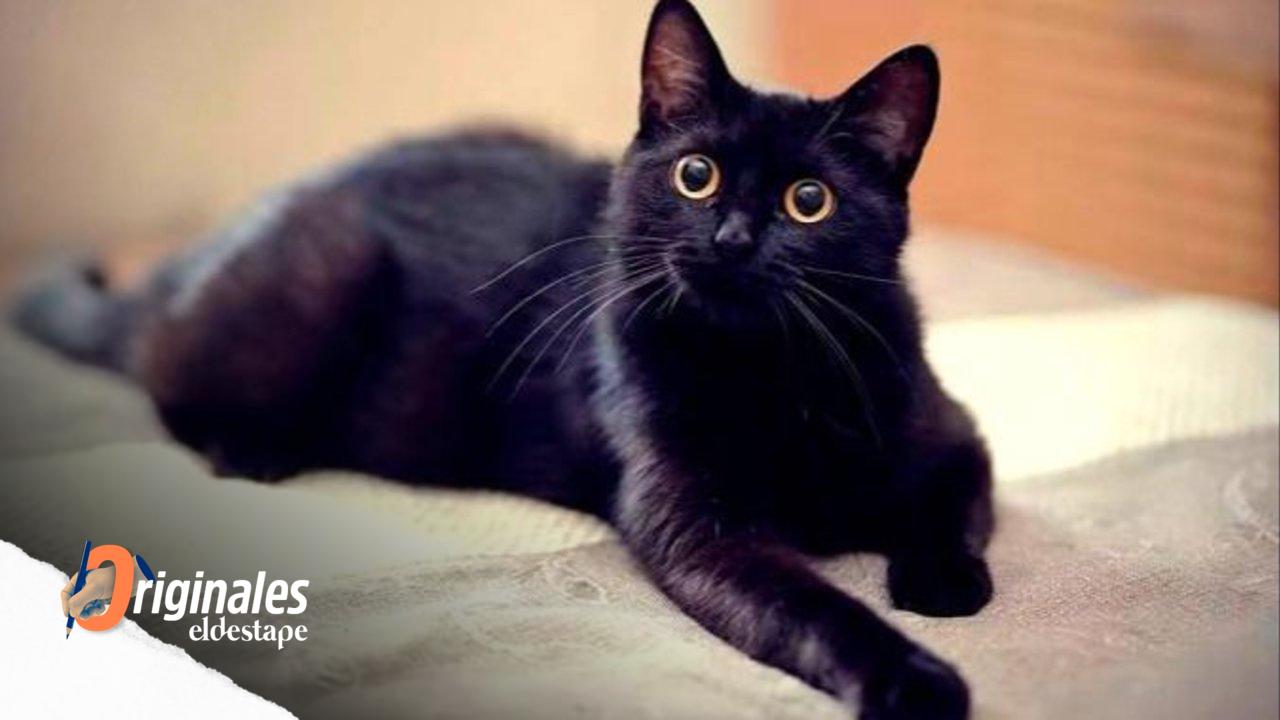 Rituales de gatos negros