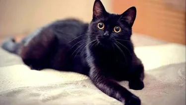 Gatos negros y Halloween: por qué se prohíbe adoptarlos en octubre