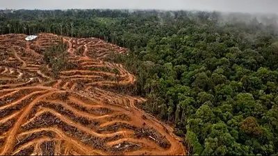 Qué es la deforestación. Qué es la deforestación.