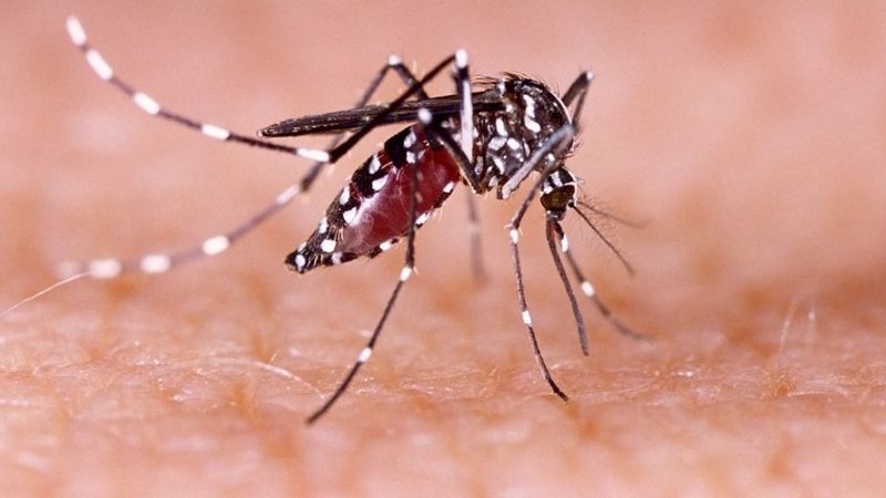 Dengue - Mosquitos