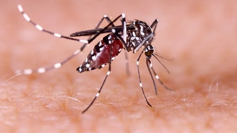 Dengue - Mosquitos