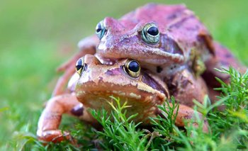 Las ranas hembras fingen su muerte para evitar aparearse con los machos | Animales