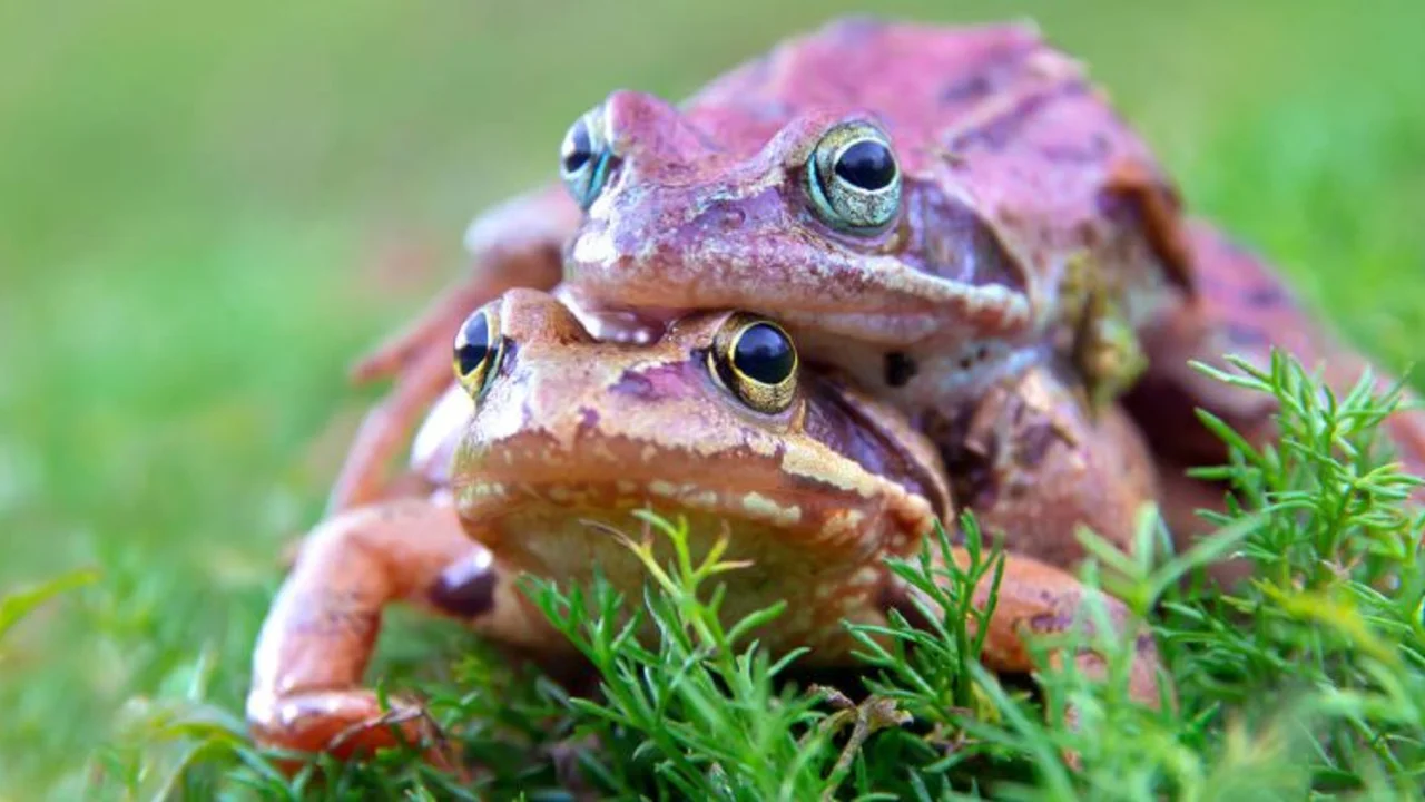 Curiosa revelación: las ranas hembras fingen su muerte para evitar aparearse con los machos 