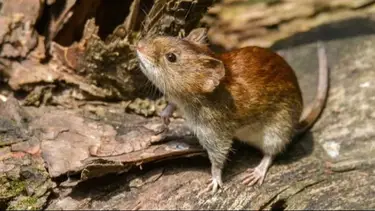 Hantavirus: confirmaron un caso en Bariloche 
