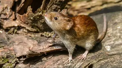 Hantavirus: confirmaron un caso en Bariloche Hantavirus: confirmaron un caso en Bariloche