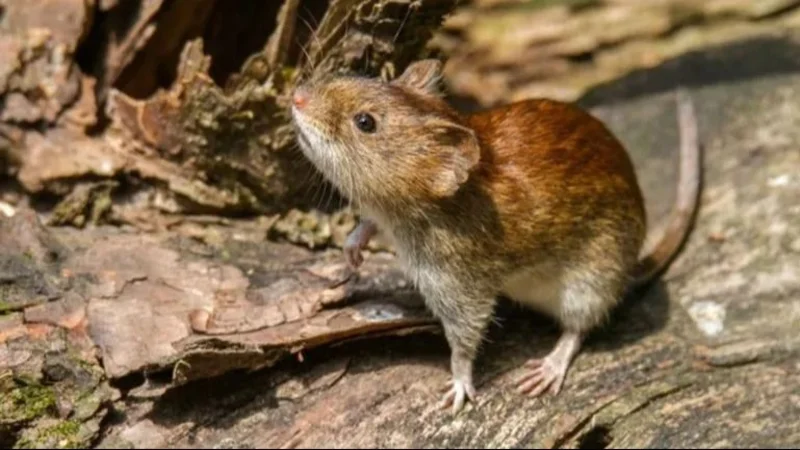 Alerta por Hantavirus: registraron un caso sospechoso en Neuquén