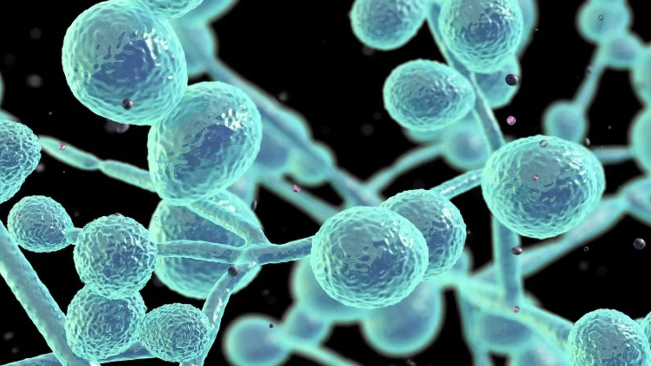 Nuevas investigaciones sobre el COVID alertan sobre los intestinos