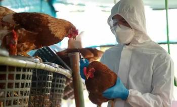 Granja Tres Arroyos: caída de producción, baja en la faena y acumulación de deuda | Crisis económica