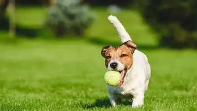 Perro pelotas de tenis Perro pelotas de tenis
