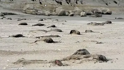 La filial argentina de la Sociedad de Conservación de la Vida Silvestre (WCS por sus siglas en inglés) advirtió sobre "la extrema mortalidad de crías de elefante marino del sur (Mirounga leonina) en Península Valdés atribuible a influenza aviar altamente patógena H5N1". La filial argentina de la Sociedad de Conservación de la Vida Silvestre (WCS por sus siglas en inglés) advirtió sobre "la extrema mortalidad de crías de elefante marino del sur (Mirounga leonina) en Península Valdés atribuible a influenza aviar altamente patógena H5N1".
