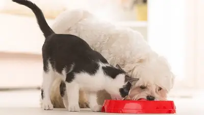Perro y gato comiendo juntos. Perro y gato comiendo juntos.