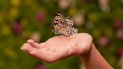 mariposa mariposa