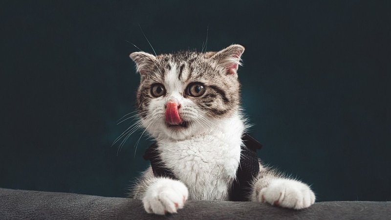 Gato