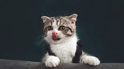 Gato Gato