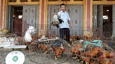 Detectan gripe aviar tras morir decenas de tigres y leones cautivos en Vietnam Detectan gripe aviar tras morir decenas de tigres y leones cautivos en Vietnam