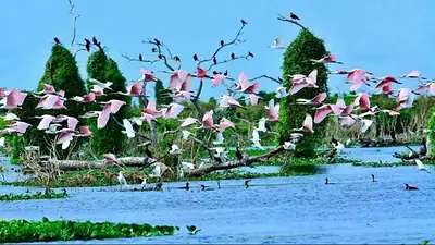 Día Nacional del Ave: Formosa alberga la mitad de las aves de Argentina y se destaca por la riqueza aviar de la región Día Nacional del Ave: Formosa alberga la mitad de las aves de Argentina y se destaca por la riqueza aviar de la región