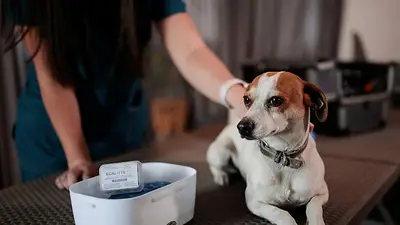 Científicos chilenos desarrollan vacuna reversible para castrar perros Científicos chilenos desarrollan vacuna reversible para castrar perros