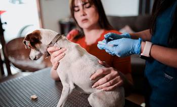 Crean el primer Registro Nacional de mascotas en Argentina: cómo incribir tu gato o perro | Animales