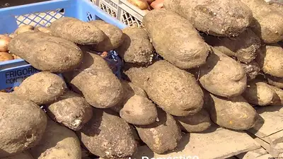 Verduras. Tubérculos. Ñame. Verduras. Tubérculos. Ñame.